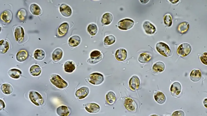 Примнезиевые водоросли