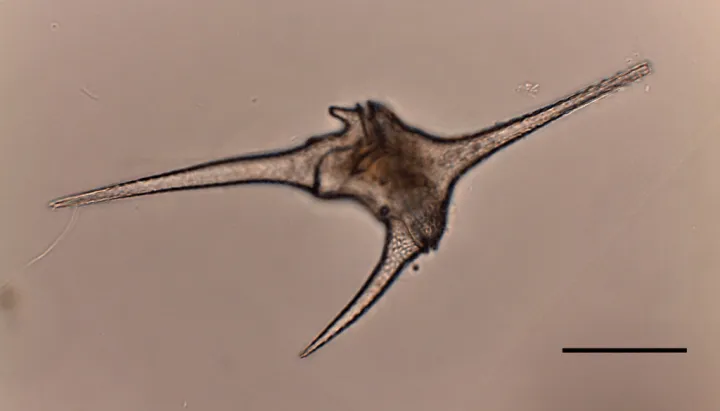 Ceratium hirundinella