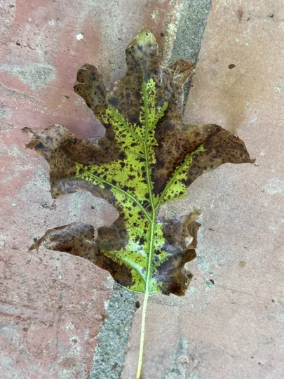 Tubakia leaf spot