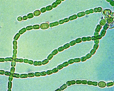 Aphanizomenon holsaticum