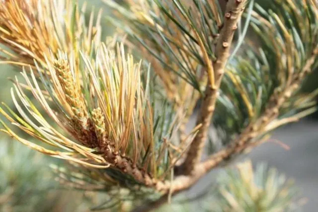 Phacidium blight