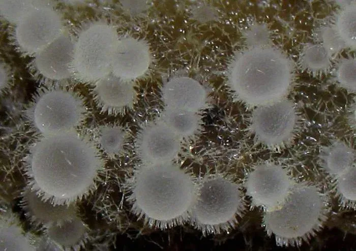 Arachnopeziza aurata