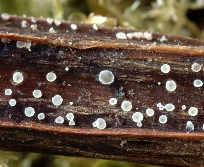 Cistella geelmuydenii