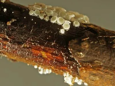 Lachnum fasciculare