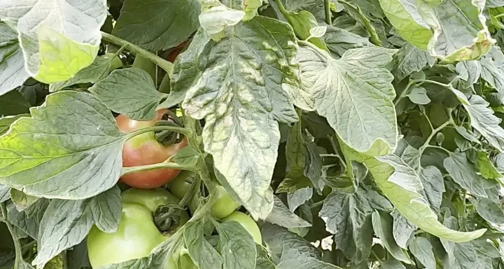 Pepper small-capsule viroid