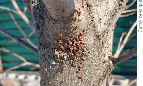 Botryodiplodia canker of maple