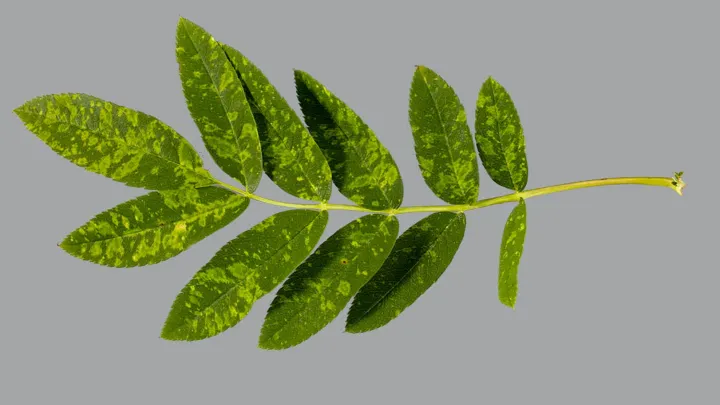 Mountain ash ringspot-associated virus