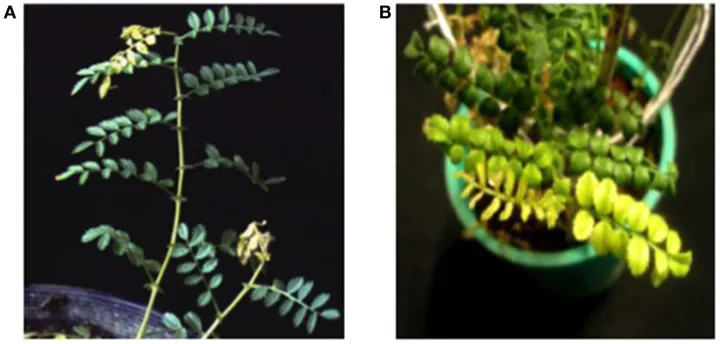 Chickpea chlorotic stunt virus
