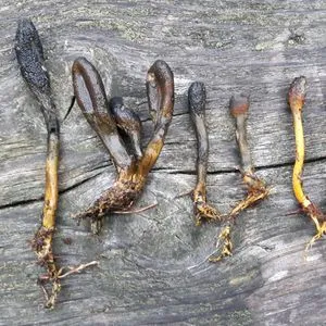 Ophiocordyceps fungi