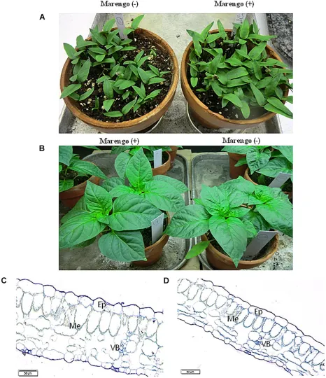 Pepper alphaendornavirus