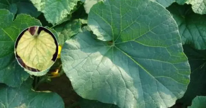 Melon yellowing orthotospovirus