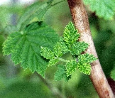 Raspberry latent virus