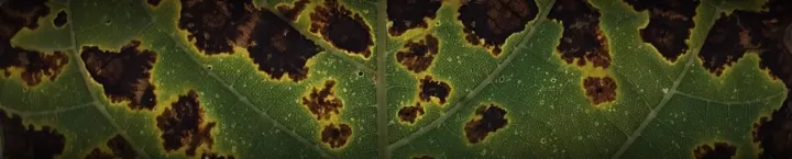 Eucalyptus leaf blotch