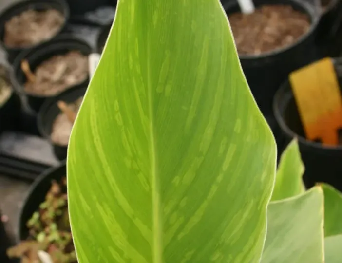 Canna yellow mottle badnavirus