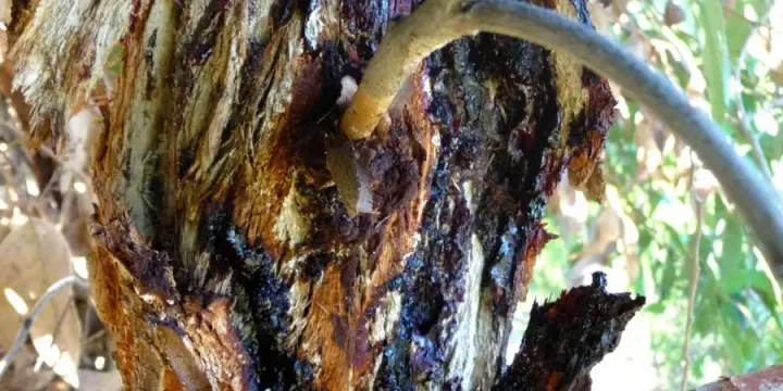 Quambalaria pitereka