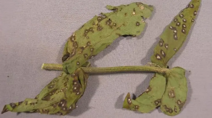 Zinnia cercospora leaf spot