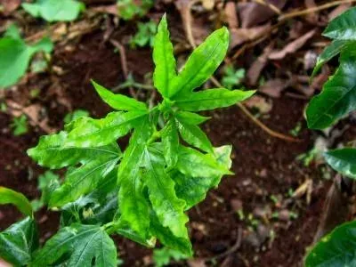 Passiflora yellow mosaic virus