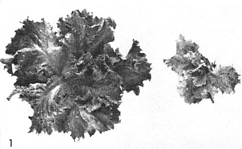 Lettuce mottle virus