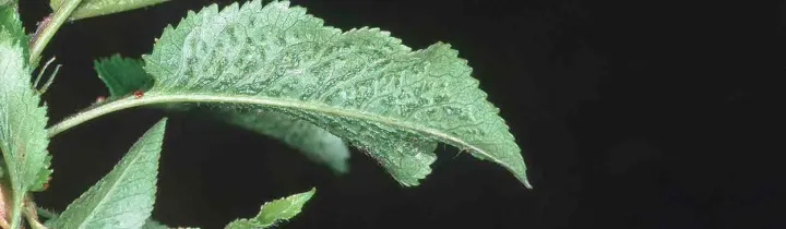 Apple mosaic virus