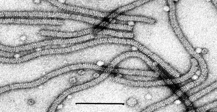 Sclerodarnavirus sclerotiniae