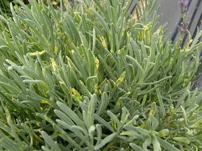 Lavender ilarvirus