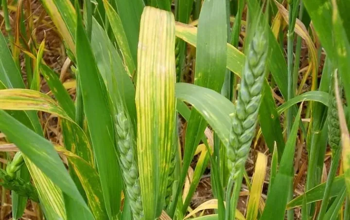 Wheat spindle streak mosaic