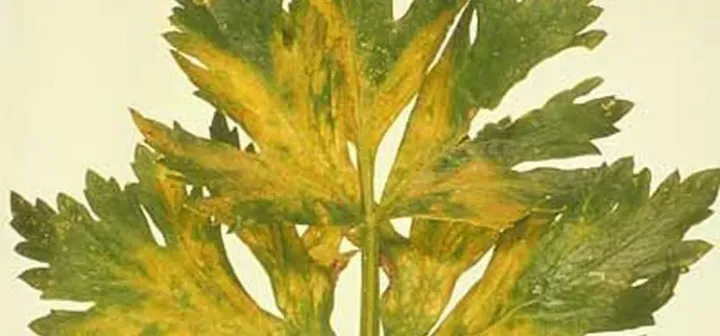 Celery mosaic virus