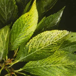 Rhopalantha mosaic virus