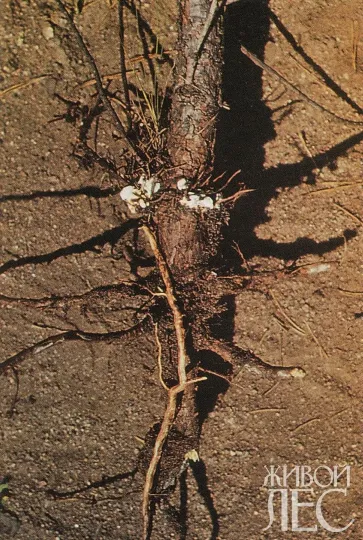 Fir root rot