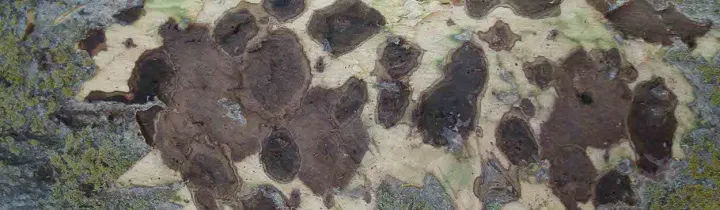 Thousand Cankers Disease