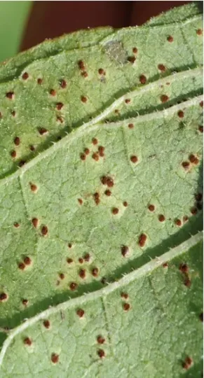 Sunflower rust