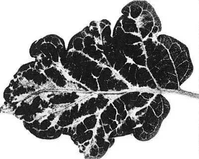 Eggplant mottled dwarf virus
