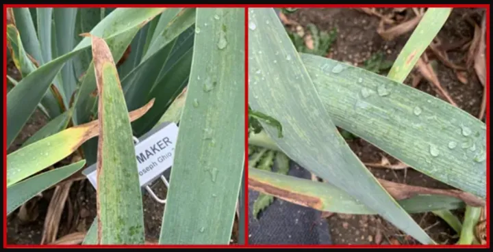 Iris mosaic virus