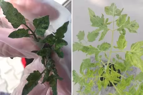 Obuda pepper virus