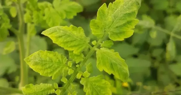 Solanum leaf curl virus