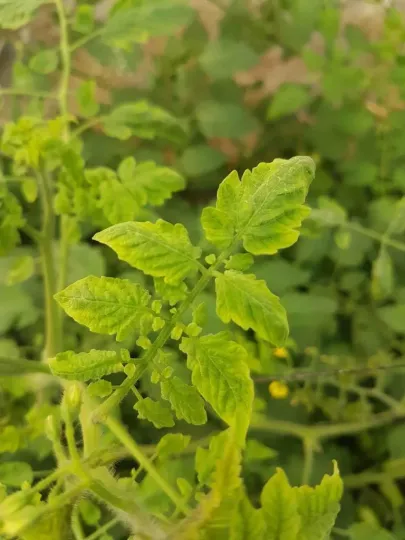 Solanaceous yellowing begomovirus
