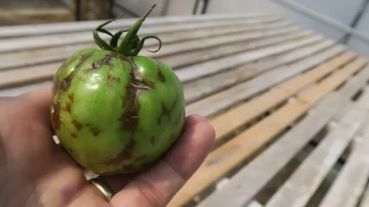 Tomato yellow spot virus