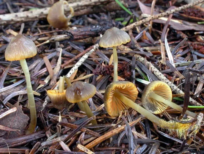 Orange-edged mycena