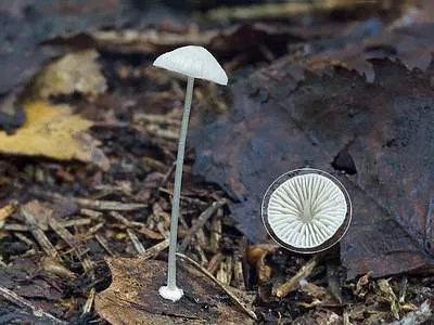 Mycena bulbosa