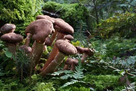 Dark Honey Fungus