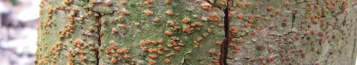 Cryphonectria radicalis
