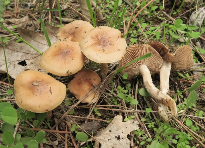 Hebeloma cistophyllum