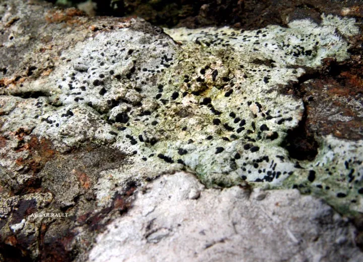 Porpidia hydrophila