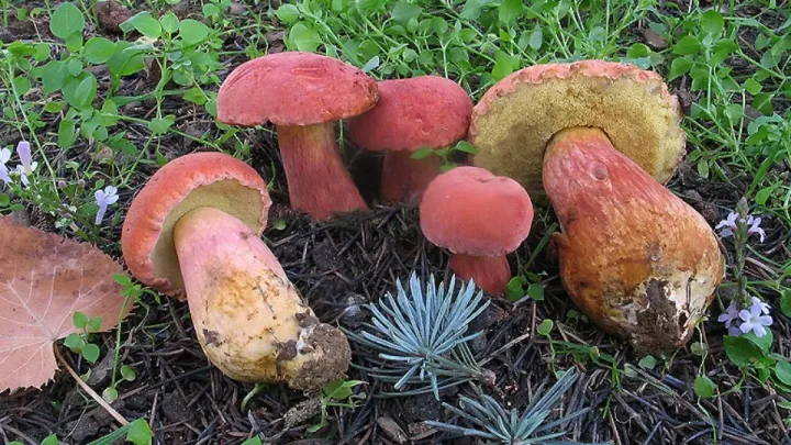 Xerocomus armeniacus