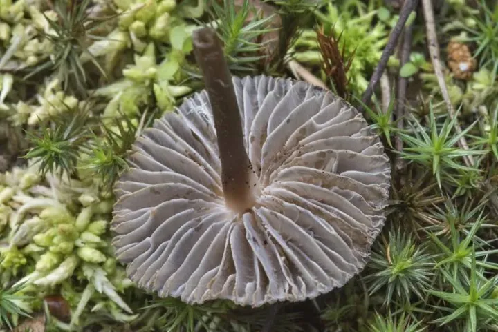 Mycena megaspora