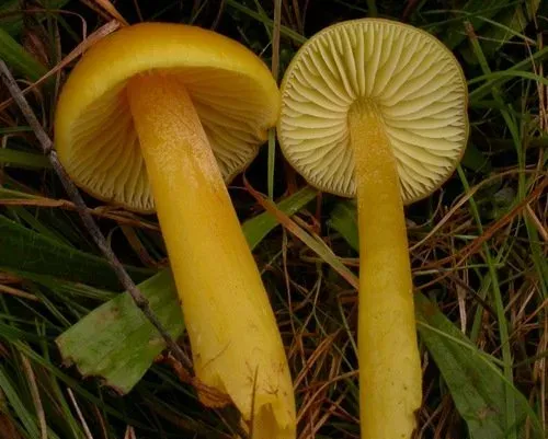 Golden wax cap
