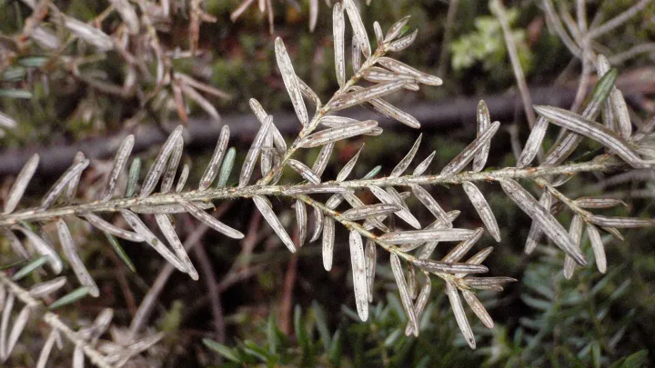 Sirococcus shoot blight