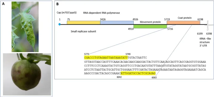 Maculatessellati mosaic virus