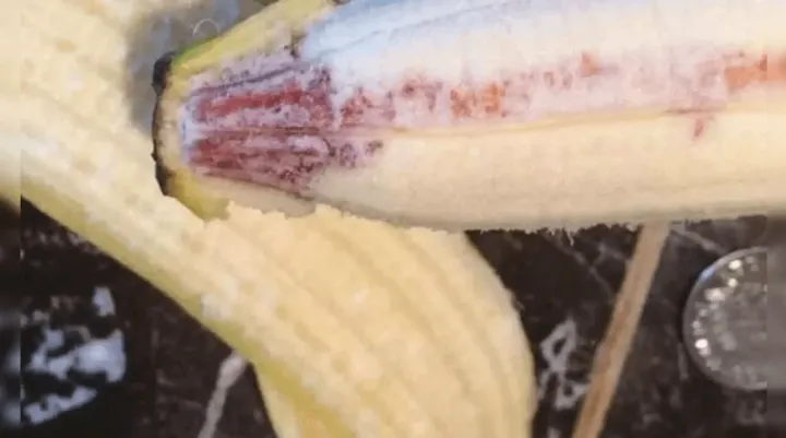 Banana nigrospora disease