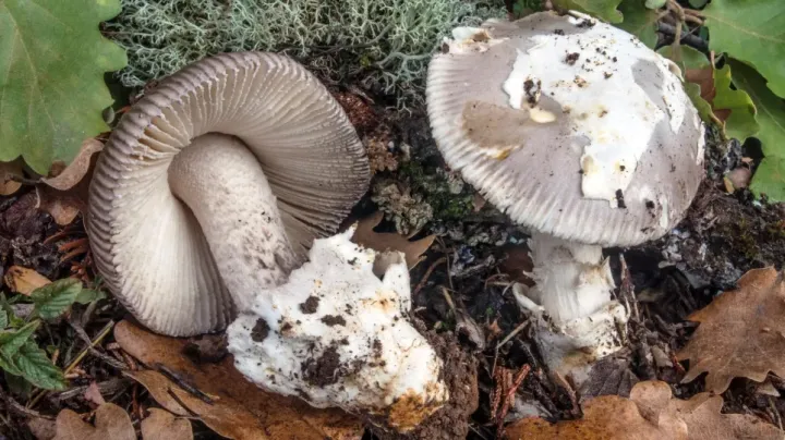 Maire's Amanita